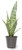 Altman Plants, Live Snake Plant, Sansevieria Zeylanica, Indoor House Plant in Pot, Mother in Law Tongue Sansevieria Plant Live, Potted Succulent Plant, Fully Rooted Houseplant in Potting Soil