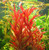 Mainam Alternanthera Reineckii VAR. Roseafolia Telanthera Freshwater Red Stem Live Aquarium Plant