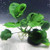 Anubias Barteri Coin Leaves Live Aquarium Plants Freshwater Rhizome 3 Days Live Guaranteed by Mainam