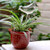 TUANTUAN 4 Pcs Plastic Bird Shape Plant Waterer Self Watering Globes Bird Shape Hand Blown Clear Glass Aqua Bulbs