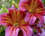 20plus  See-ds Red Stained Glass Salpiglossis - Annual - Flow-er See-ds.