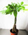 9GreenBox - 5 Money Tree Plants Braided into 1 Tree - Mini