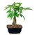 9GreenBox - Money Tree Bonsai with Ceramic Pot