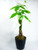 9GreenBox - 5 Money Tree Plants Braided Into 1 Tree - Black Ceramic Pot