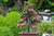 ING Wall Art Print on Canvas32x21 inches- Bonsai D szgalagonya V ragz Bonsai Pink Flowers