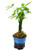 9GreenBox - 5 Money Tree Plants Braided Into 1 Tree - 3.5inch  Ceramic Pot