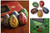 Five Hand Painted Ocarina Whistle Set Fair Trade-Peru Sanyork TM