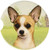 E and S Pets Tan Chihuahua Coaster  3inch  x 3inch