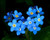 50 Count Forget-Me-Not Flower Seeds inch COOL BEANS N SPROUTSinch  Brand. Home Gardening.