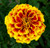 50 Count French Marigold Flower Seeds  inch COOL BEANS N SPROUTSinch  Brand. Home Gardening.