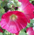 25 BRIGHT HOT PINK HOLLYHOCK Alcea Rosea Flower Seeds PerennialComb S H
