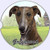 E and S Pets Greyhound Coaster  3inch  x 3inch