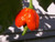 Trinidad Scorpion Butch T Chile Pepper - 10 Seeds