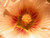 25 PEACH  and  BROWN HOLLYHOCK Alcea Rosea Flower Seeds PerennialComb S H