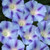 75 BLUE STAR MORNING GLORY Ipomoea Tricolor Flower Vine SeedsComb S H