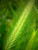 100 BARLEY Hordeum Vulgare Grain Grass Cover Crop Beer SeedsComb S H