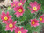 10 RED ANEMONE Pulsatilla Vulgaris   PASQUE FLOWER SeedsComb S H