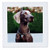 3dRose qs_1095_3 Weimaraner Quilt Square  8 by 8-Inch