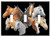 Art Plates Brand Triple Gang Toggle Switch Wall Plate - Wild Horses