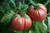 500 Count Giant Belgium Tomato Seeds inch COOL BEANS N SPROUTSinch  Brand. Heirloom. Non-GMO. Home Gardening.