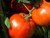 500 Count Rutgers Tomato Seeds inch COOL BEANS N SPROUTSinch  Brand. Heirloom. Non-GMO. Home Gardening.