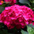 RETS 20 Pcs Pack  Red Hydrangea Flower s Bonsai Viburnum Hydrangea Macrophylla Bonsai as for Home and Garden
