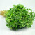 RETS Fenugreek 1 Gram 6039 s -Pcs- Methi Chole Trigonella foenum-graecum   3 Grams