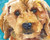 Goldendoodle Art Print - Goldendoodle Gifts - From Original Watercolor Painting by Ron Krajewski - Hand Signed in 8x10  and 11x14  Sizes