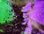 The Joker Batman Arkham Asylum DC Comics Spray Paint Art