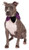 Rubie's Velvet Jester Collar Pet Costume_ Medium Large_ Multicolor