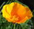 Poppy California Orange Nice Garden Flower Seeds by Seed Kingdom _1_000 Seeds_