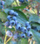 50 Highbush Blueberry Seeds Blueberries