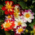 Outsidepride Dahlia Dandy Flower Seed Plant Mix _ 1000 Seeds