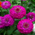 Outsidepride Zinnia Elegans Lilliput Purple _ 2000 Seeds