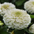 Outsidepride Zinnia Elegans Lilliput White _ 2000 Seeds