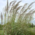 Outsidepride Plume Ornamental Grass _ 500 Seeds