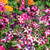 Outsidepride Petunia Multiflora Star _ 1000 Seeds
