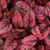 Outsidepride Hypoestes Splash Red Plant Seed _ 400 Seeds