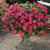 Outsidepride Cora Cascade Cherry Vinca Ground Cover Seed _ 50 Seeds