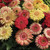 Outsidepride Gerbera Daisy Strawberry Twist Flower Seed Mix _ 20 Seeds