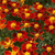 Outsidepride Tagetes Patula Disco Red French Marigold Flower Seed _ 400 Seeds