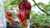Trinidad 7 Pot Madballz Pepper 10 Plus  Seeds