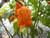 Yellow 7 Pot Primo Hot Pepper 10 Plus  Seeds