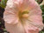 25 PEACH HOLLYHOCK Alcea Rosea Flower Seeds PerennialComb S H