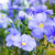 Outsidepride Blue Flax Linum Perenne Flower Seed _ 1 4 LB