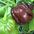 Wayland Chiles 7 Pot Douglah Chile Seeds