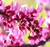 Big Pack _ _500_ Eastern Redbud Tree Seeds _ Cercis Canadensis _ Gorgeous Purplish_Pink Blossoms _ Very Cold Hardy Zones 4_9 _ Big Pack Seeds by MySeeds.Co _Big Pack _ Eastern Redbud_