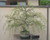 Bonsai Tree Dragon Willow _ Thick Trunk Cutting _ Indoor Outdoor Live Bonsai Tree _ Old Mature Look Fast _ Ships from Iowa_ USA