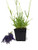 L Plus  Lavender French Provence Very Fragrant _ Blue Flowers_ 4 inch  Size Pot_ 1 Live Plant_