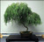 Bonsai Dwarf Weeping Willow Tree _ Thick Trunk Cutting _ Indoor Outdoor Live Bonsai Tree _ Old Mature Look Fast _ Ships from Iowa_ USA